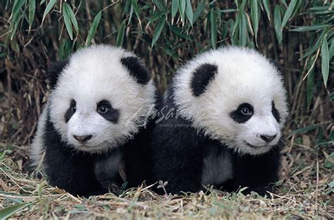 Close-up of Panda